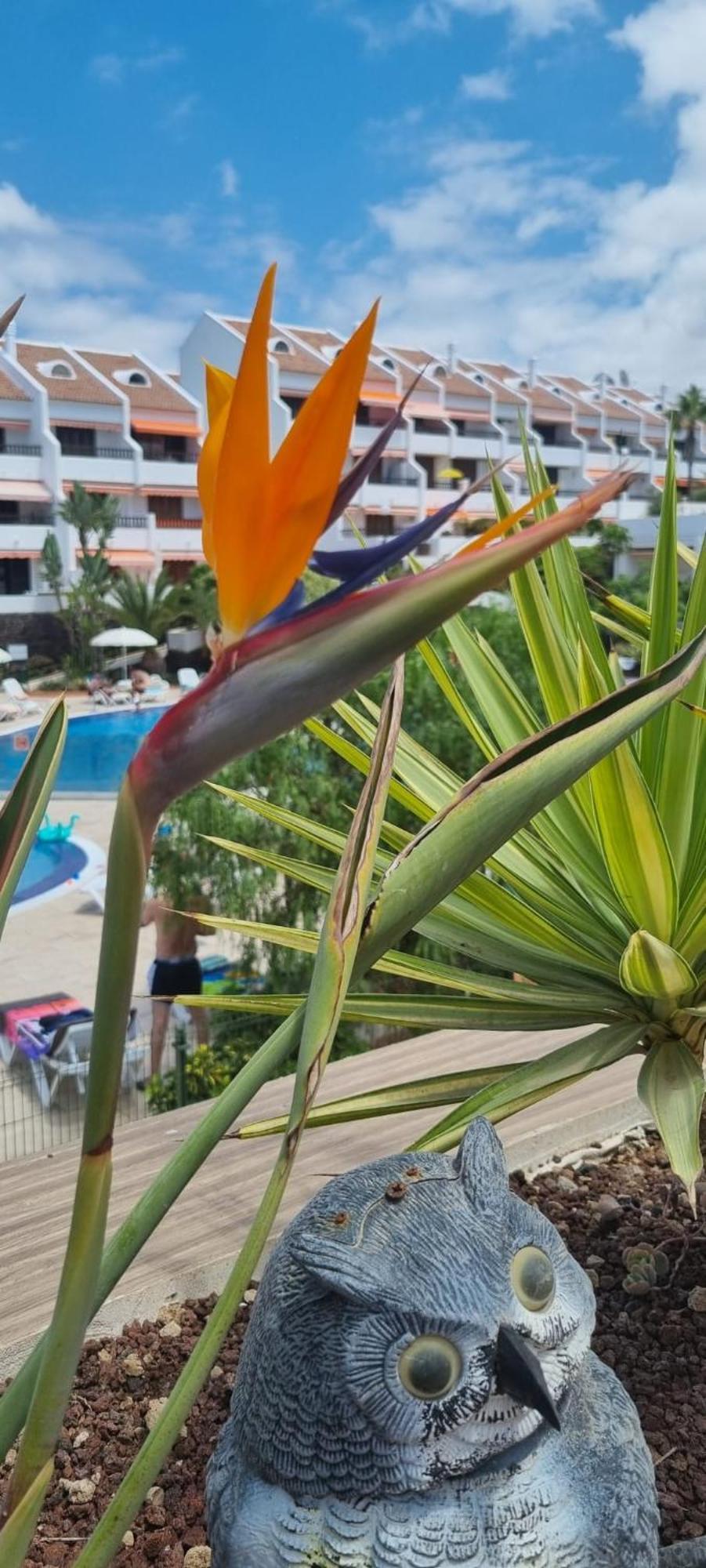 Parque Santiago I Stunning Brand New 2 Bedroom Playa De Americas *